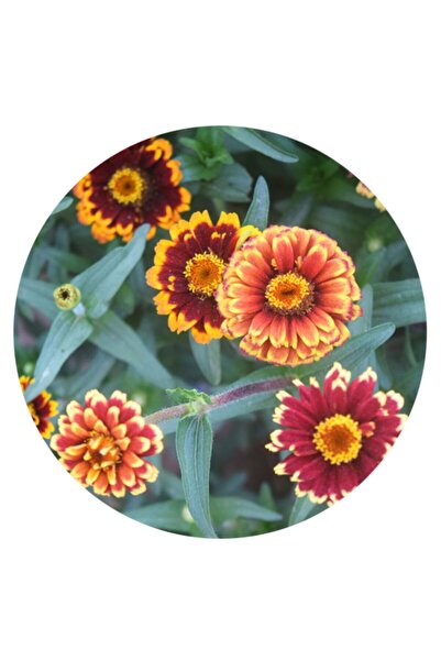 FarmLife Tohum Karışık Renkli Zowie Zinnia Çiçeği Tohumu