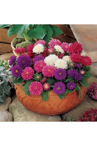 GARDENYA TOHUMCULUK 10 Adet Karışık Renkli Ingiliz Papatyası Çiçeği Tohumu