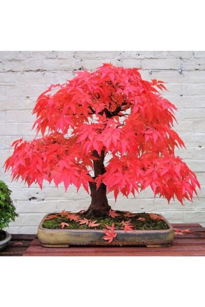 Murat Tohumculuk Bodur Bonsai Acer Rubrum Ağacı Tohumu Ekim Seti + Saksı + To...