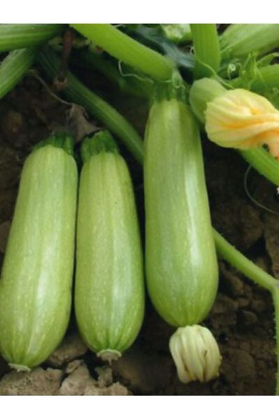 ERDEM GARDEN Çok Verimli Hibrit Dolma Kabağı Sebze Tohumu 10 Ad. Tohum