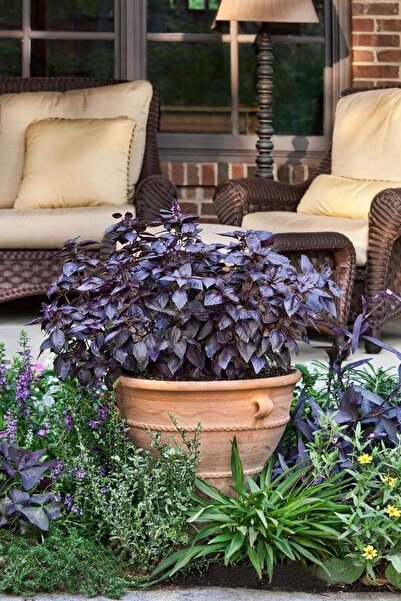 ZENGARDEN EV VE BAHÇE Kırmızı Fesleğen Tohumu Red Rubin Basil Ödüllü