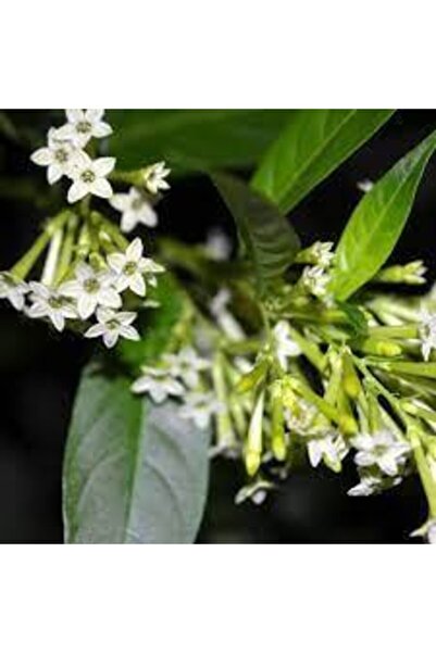 Köy Tohumları 20 Adet Nadir Bulunan Melisa Çiçeği Tohumu Melisa Çiçek Tohumu ...