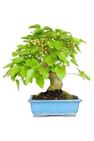 Murat Tohumculuk Bodur Bonsai Karadut Ağacı Tohumu Karadut Tohumu 5 Adet Tohum