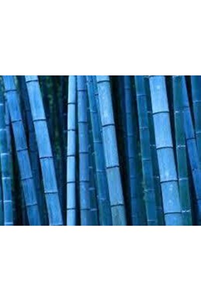 ata tohumculuk Mavi Bambu Ağaç Tohumu 5 Adet