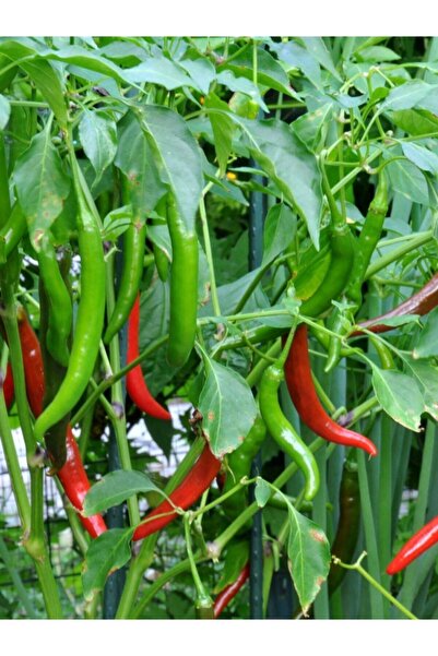 ERDEM GARDEN Doğal Turşuluk Acı Cin Biberi Aşağıbakan Sebze Tohumu 100 Ad. Ye...