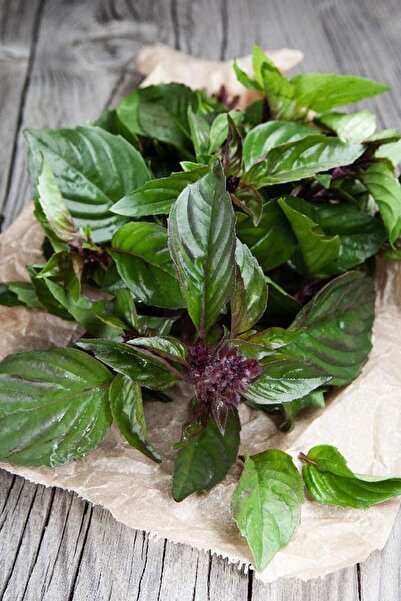 ZENGARDEN EV VE BAHÇE Tayvan Fesleğen Tohumu Thai Basil