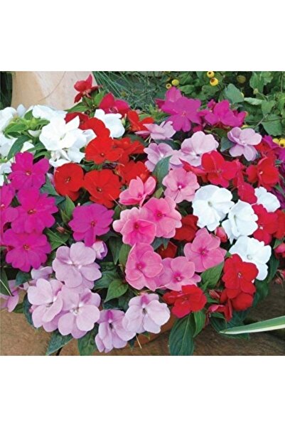 GARDENYA TOHUMCULUK 15-20 Adet Cam Güzeli Çiçeği Tohumu