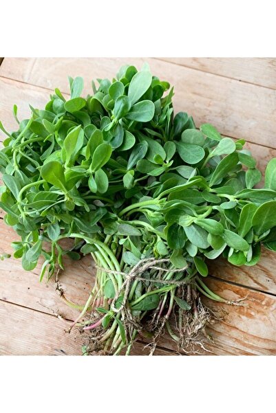 GARDENYA TOHUMCULUK 100 Adet Semiz Otu Tohumu