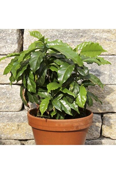 FarmLife Tohum 10 Adet Saksılık Kahve Ağacı Tohumu