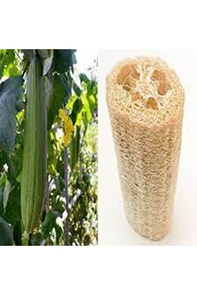 Köy Tohumları 100 Adet Tohum Eko Paket Lif Kabak Tohumu Kabak Tohumu Lif Kaba...