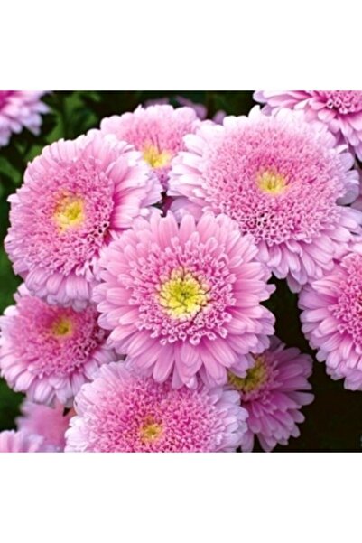 GARDENYA TOHUMCULUK 15 Adet Şeker Pembesi Çift Çiçekli Aster Çiçek Tohum