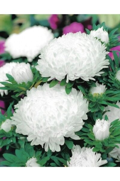 GARDENYA TOHUMCULUK 15 Adet Beyaz Uzun Boylu Şakayık Aster Çiçek Tohum