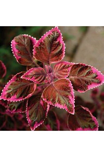GARDENYA TOHUMCULUK 10 Adet Pembe Kenar Kolyos Çiçek Tohumu