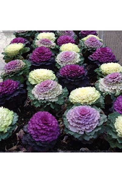 Köy Tohumları 10 Adet Nadir Süs Lahana Çiçeği Tohumu Süs Lahana Çiçek Tohumu ...