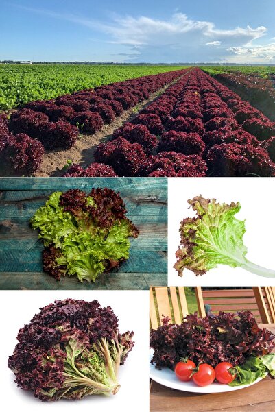 ZENGARDEN EV VE BAHÇE Lollo Rosso Kırmızı Marul Tohumu Atalık Çok Popüler