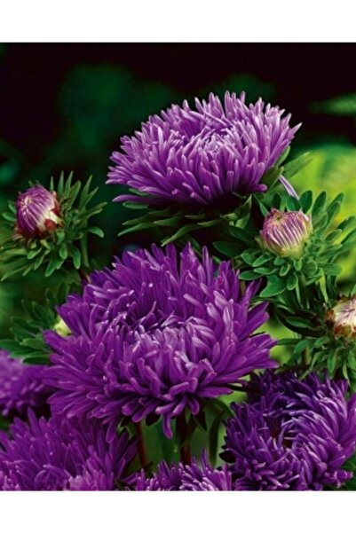 GARDENYA TOHUMCULUK 15 Adet Mürdüm Uzun Boylu Şakayık Aster Çiçek Tohum