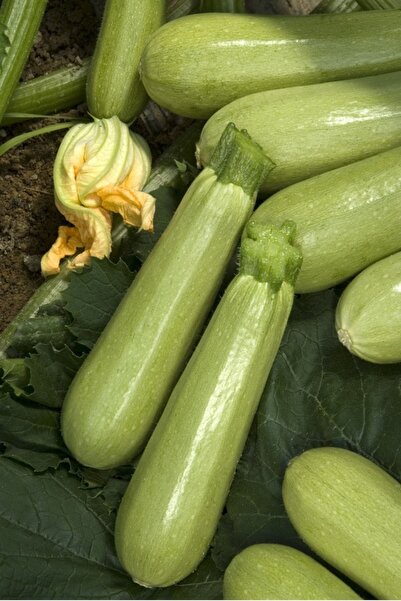 ZENGARDEN EV VE BAHÇE Kolsuz Sakız Kabağı Kabak Tohumu Cucurbita Pepo