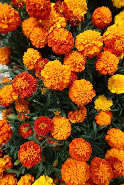 ZENGARDEN EV VE BAHÇE Fransız Kadife Çiçeği Tohumu Bodur Petite Serisi Karışı...