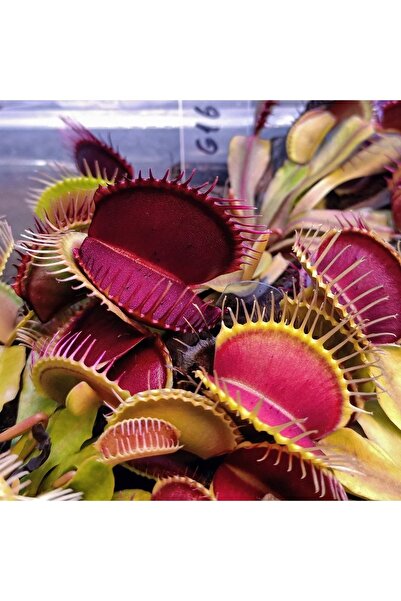 mobuflora Özel Tür Kırmızı Kapanlı Dionaea Muscipula Sinek Kapan
