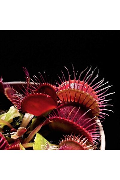 mobuflora Özel Tür Kırmızı Kapanlı Dionaea Muscipula Sinek Kapan