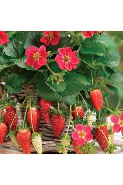 FarmLife Tohum Yediveren Sarmaşık Çilek Tohumu 100 Adet