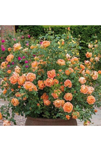Genel Markalar Look 10 Adet Turuncu Renkli Yediveren Kokulu Sarmaşık Gül Tohu...