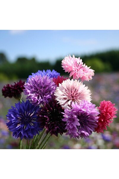 GARDENYA TOHUMCULUK 15 Adet Uzun Boylu Karışık Renk Centaurea (peygamber) Çiç...