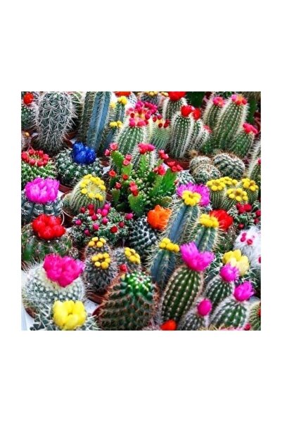Köy Tohumları 50 Adet Tohum Karışık Kaktüs Çiçeği Kaktüs Skulent Kaktüs Saksı...