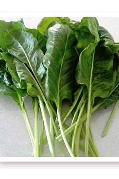 ERDEM GARDEN Yerli Doğal Sarmalık Yaprak Pancar Pazı Tohumu 100 Ad. Tohum