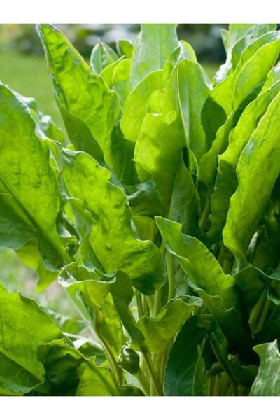 ERDEM GARDEN Doğal Ekşili Ot Kuzukulağı Yeşil Sebze Tohumu 1000 Ad. Yerli Tohum