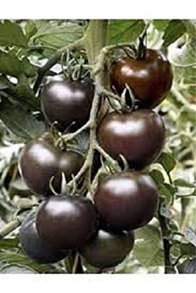 Murat Tohumculuk Sİyah Cherry Domates Tohumu Siyah Çeri Domates Tohumu