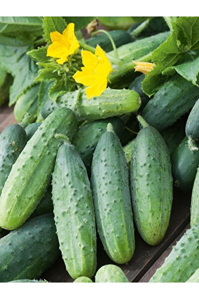 ERDEM GARDEN Doğal Hıyar Yeşil Sebze Tohumu Kornişon (KIRAL) Tipi 100 Ad. Yer...