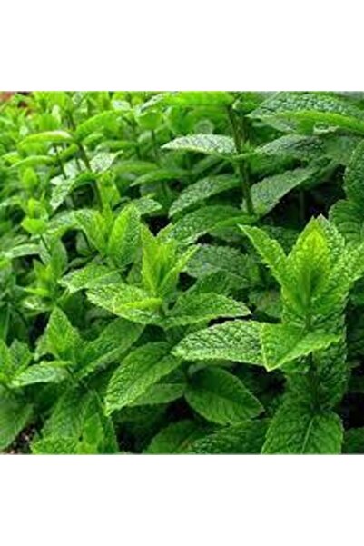 GARDENYA TOHUMCULUK 100 Adet Nane Tohumu - Bitki Besini