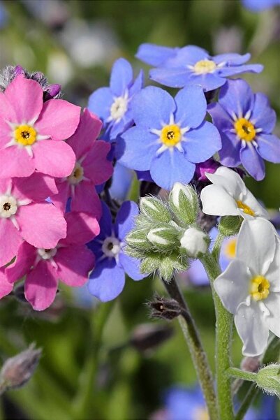 ZENGARDEN EV VE BAHÇE Unutma Beni Çiçeği Myosotis Tohumu Hibrit Choice Karışımı