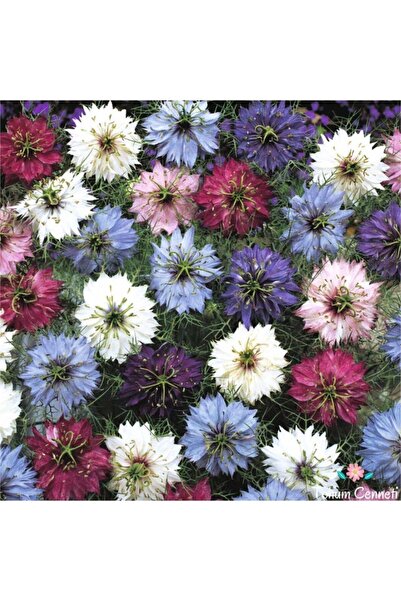 GARDENYA TOHUMCULUK 15 Adet Karışık Renk Çörek Otu Çiçek Tohum