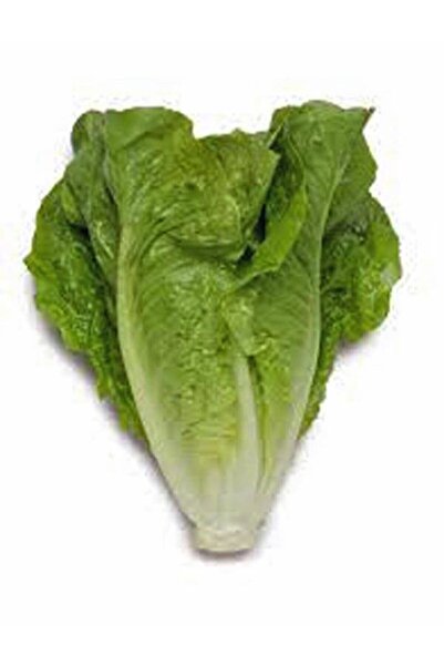 Genel Markalar Yerli Doğal Marul Tohumu Yedikule 1000 Ad. Tohum