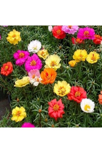 Murat Tohumculuk Katmerli Ipek Çiçeği Tohumu Kedi Tırnağı Çiçeği Tohumu Yetiş...