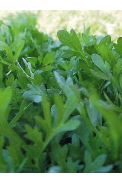 Genel Markalar Doğal Yeşillik Kıl Tere Sebze Tohumu 1000 Ad. Yerli Tohum