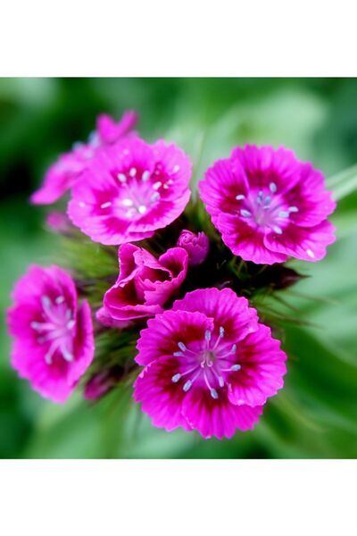 GARDENYA TOHUMCULUK 10 Adet Pembe Renkli Hüsnüyusuf Çiçeği Tohumu
