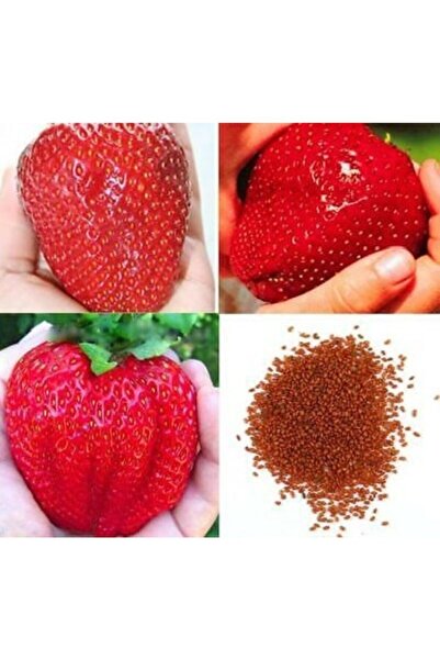 FarmLife Tohum 100 Adet Yediveren Dev Çilek Tohumu