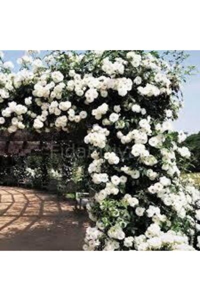 GARDENYA TOHUMCULUK 10 Adet Beyaz Renkli Yediveren Kokulu Sarmaşık Gül Tohumu