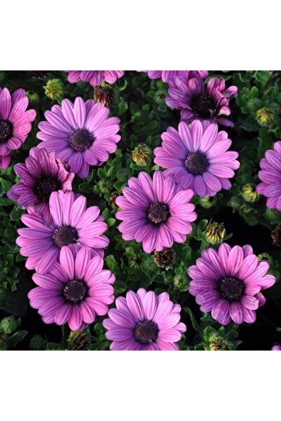 FarmLife Tohum Mor Renkli Afrika Papatyası Tohumu (20 Tohum)