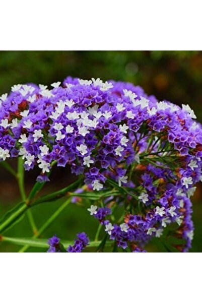 Genel Markalar 10 Adet Mor-beyaz Renkli Deniz Lavantası Çiçeği Tohumu