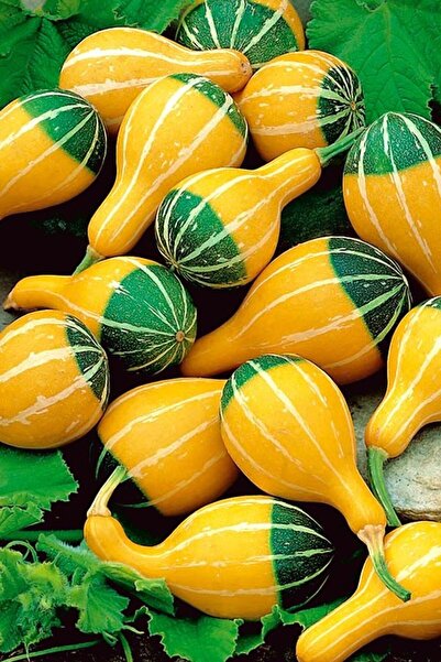ZENGARDEN EV VE BAHÇE Minyatür Süs Kabağı Tohumu Pear Bicolor Gourd