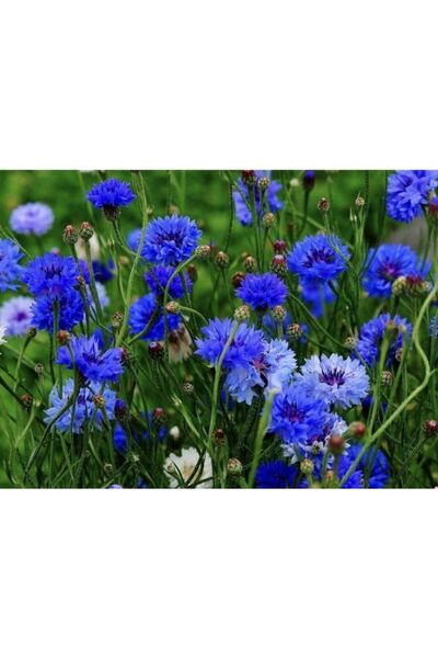 FarmLife Tohum Mavi Katmerli Kantaron Çiçeği Tohumu (20 Tohum)