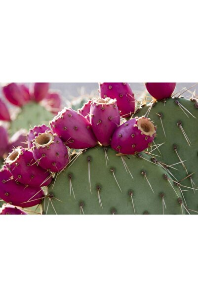 Murat Tohumculuk Dikenli İncir Tohumu Hint Inciri Frenk İnciri Tohumu Yetiştirme Kiti