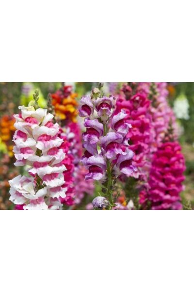 GARDENYA TOHUMCULUK Aslanağzı Çiçeği Tohumu (15-20 Adet)