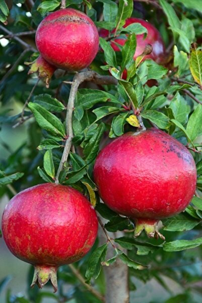 GARDENYA TOHUMCULUK Nar Ağacı Tohumu - 12 Adet