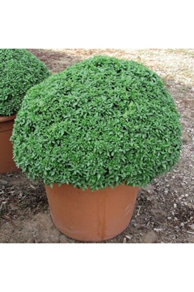 FarmLife Tohum 500 Adet Top Reyhan/fesleğen Tohumu