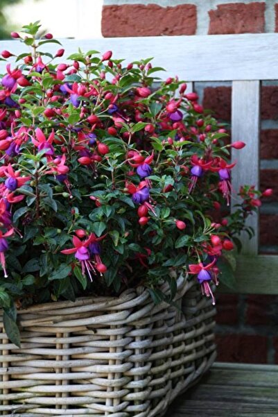 GARDENYA TOHUMCULUK (15-20 Adet) Küpe Çiçeği Tohumu